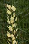 Field pennycress